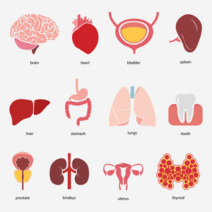 不同的扁平人体器官与脑心肺胃膀胱 toooth 子宫前列腺甲状腺脾肝肾。在白色背景上隔离。矢量 eps10