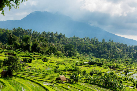 在印度尼西亚巴厘岛上的水稻梯田