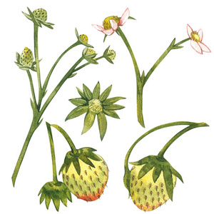草莓花, 未成熟的浆果, 树枝和叶子.手绘水彩画插图照片