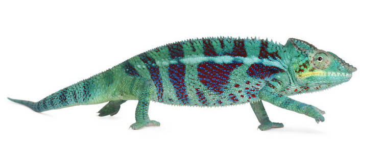 爱管闲事的豹变色龙是 furcifer pardalis,在白色背景前照片
