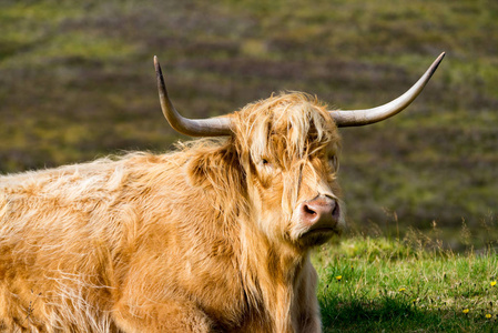 在斯凯，苏格兰毛茸茸高地牛