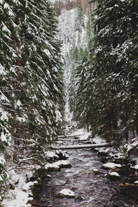 雪松树间的山涧