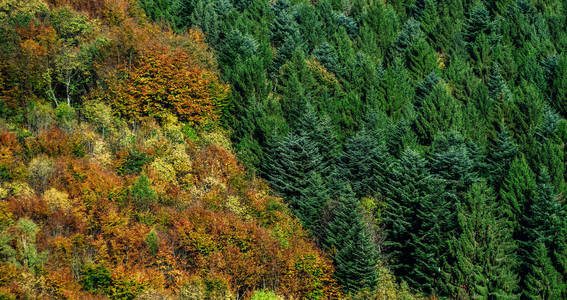 法国阿尔萨斯的五颜六色的秋天森林