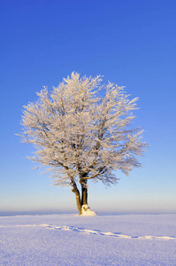 雪景冬季花树