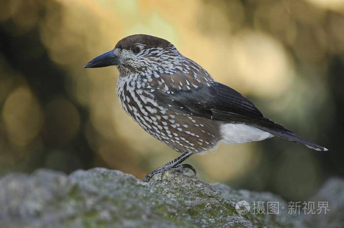 斑点胡桃夹子鸟