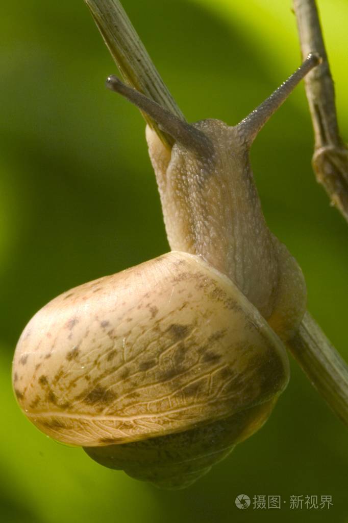 户外小型植物带壳的蜗牛