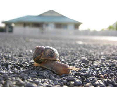 一只小蜗牛在路上的房子背景图片