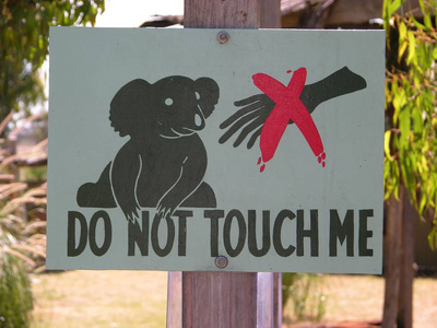 不要碰我，在维多利亚澳大利亚大洋洲展示考拉熊。
