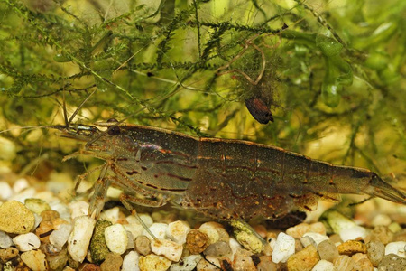 洋芋虾水下游泳栀子花雌性有卵照片