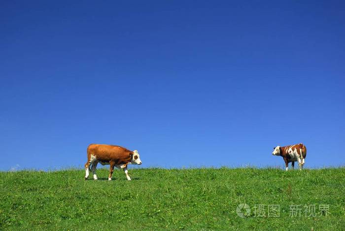 草原上的牛巴伐利亚巴伐利亚德国欧洲