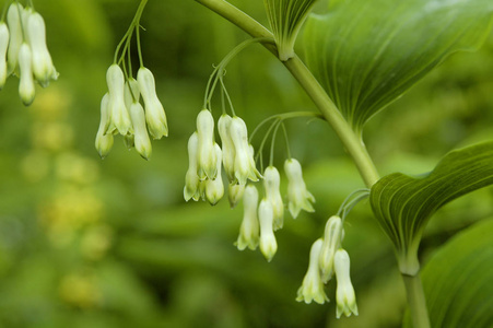 龙印章多角藻色龙印章照片