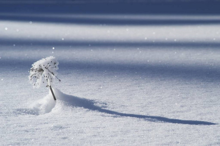 白雪覆盖的小云杉