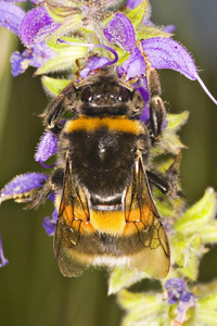 孟德斯蜜蜂在夏花上