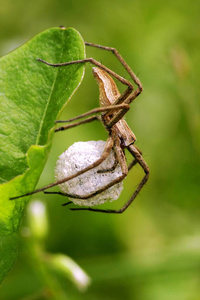 奇异花蜘蛛在草地上照片
