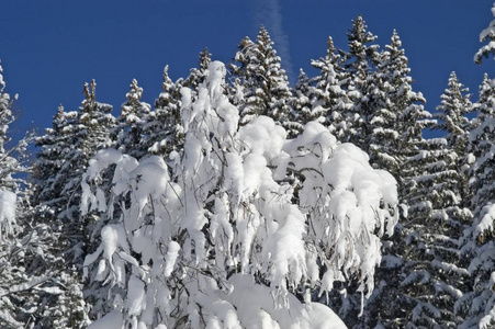 雪覆盖的树枝