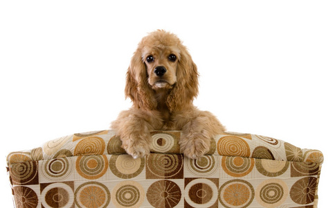 可爱的小金卡猎犬小狗照片