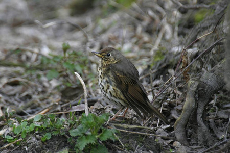 特写Turdus Philomelus在自然界