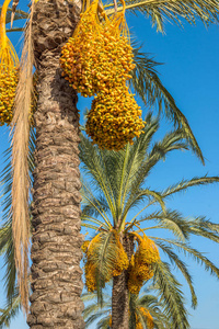 椰枣在棕榈树上生长。西班牙