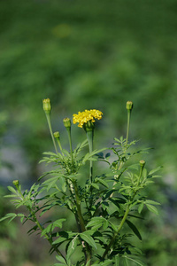 阳光花园里的金盏花