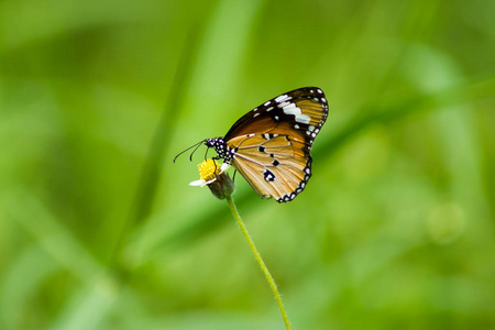 橙花草上的蝴蝶