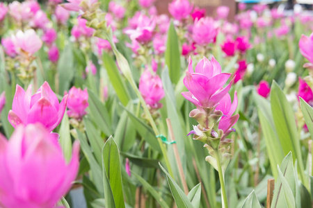 暹罗郁金香在公园里。花园中绽放的粉红色花朵