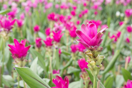 暹罗郁金香在公园里。花园中绽放的粉红色花朵
