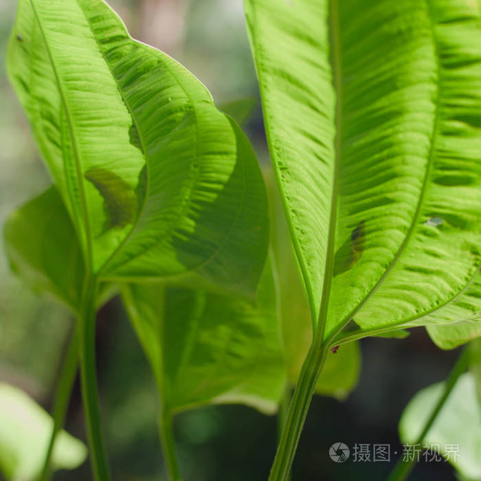 热带蜡质绿叶. 抽象背景