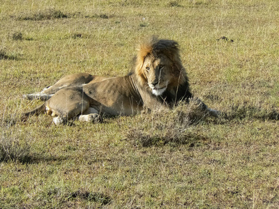 狮子在大草原野生动物园肯尼亚