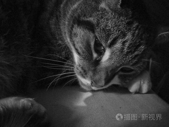 可爱的平静神秘的猫是悲伤的