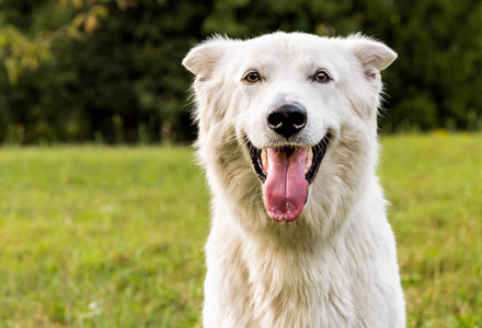 白色瑞士牧羊犬室外肖像