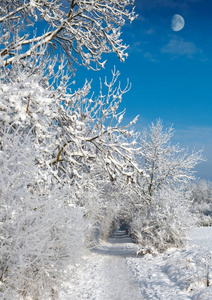 白色冬天树