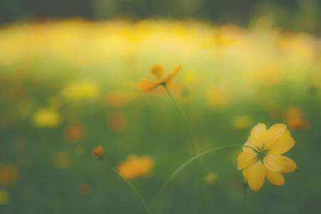黄色花园热带花卉, 电影风格摄影