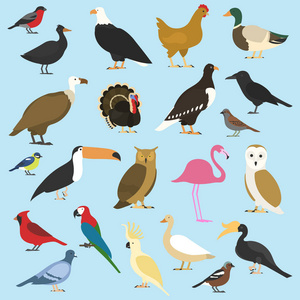 渡渡鸟家禽和热带动物的集合.