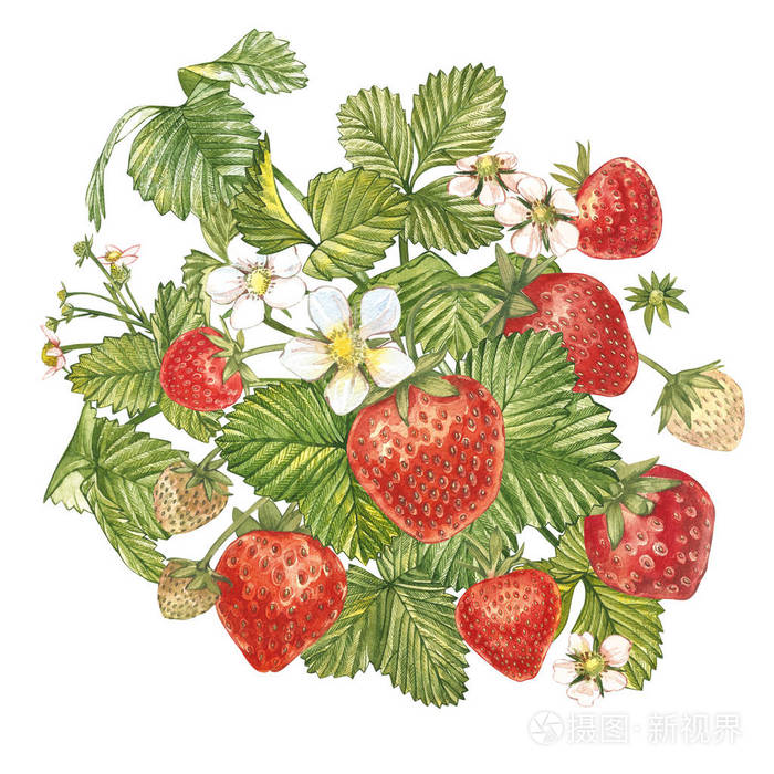 草莓叶花和成熟的浆果草莓灌木的鲜艳成分手绘水彩画插图