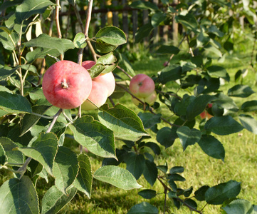 红成熟的苹果挂在果园的树上