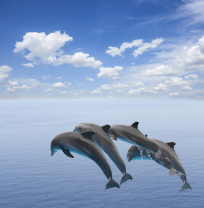 两个跳跃的海豚