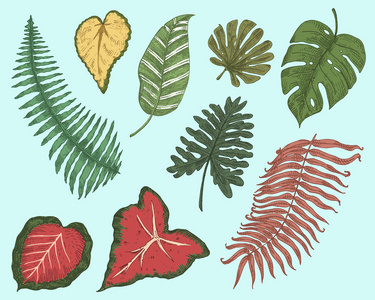 热带或异国情调的叶子, 叶子不同的老式植物。竹和蕨类, 棕榈与香蕉植物学集。花刻复古, 手绘。植物有机产品。绿色背景