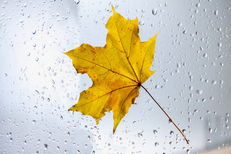 黄秋枫叶在雨窗上。秋季的概念