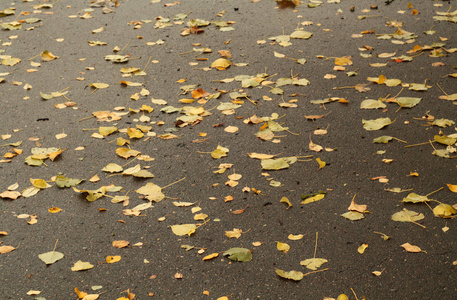 湿沥青路面上的金色叶子