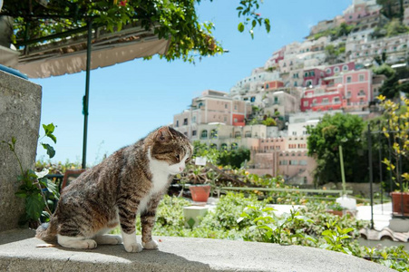 可爱的猫, 在背景波西塔诺风景视图, 阿马尔菲海岸, 意大利