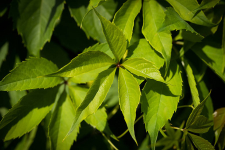 五味草的野生植物图片