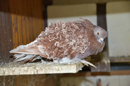 鸽子品种大全图片