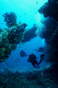 珊瑚生命水下潜水徒步旅行加勒比海