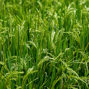 绿草田新鲜生米植物