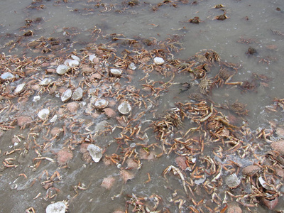 海滩上的死螃蟹照片