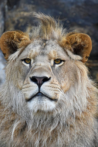 关闭了年轻的雄性非洲狮的肖像