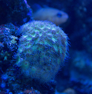 蓝色灯光下的珊瑚特写