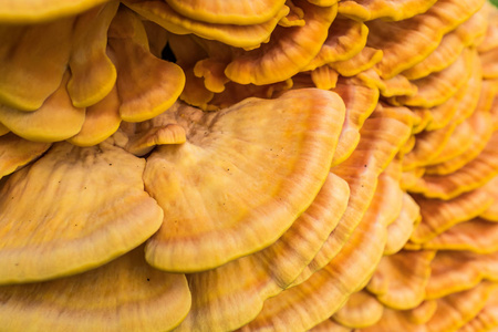 Laetiporus 变上的支架真菌细节