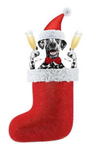 可爱的达尔马提亚狗圣诞假期与一杯香槟