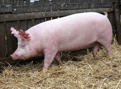 粉红色猪母猪的侧面图